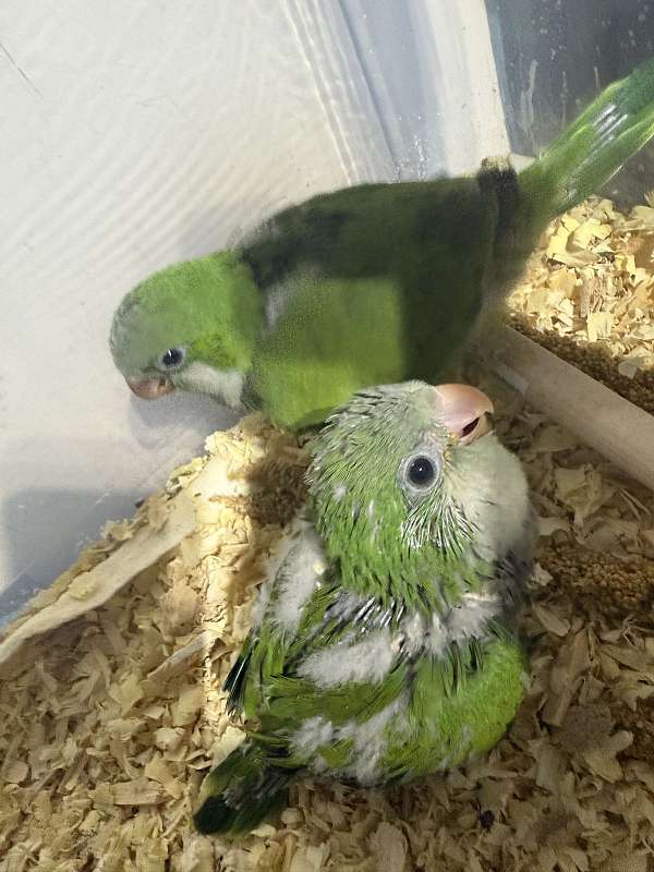 quaker-parrots-for-sale-in-wilmington-nc