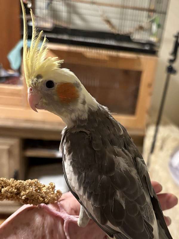 cinnamon-companion-tame-bird-for-sale