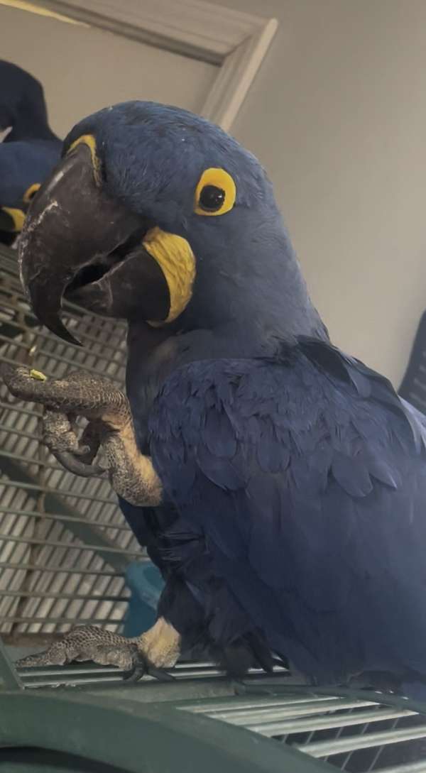 hyacinth-macaw-for-sale-in-bakersfield-ca