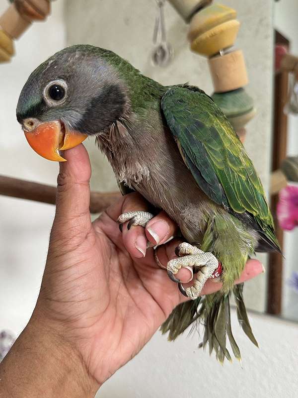 parakeet-for-sale