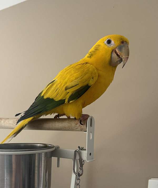 conure-for-sale-in-milford-mi