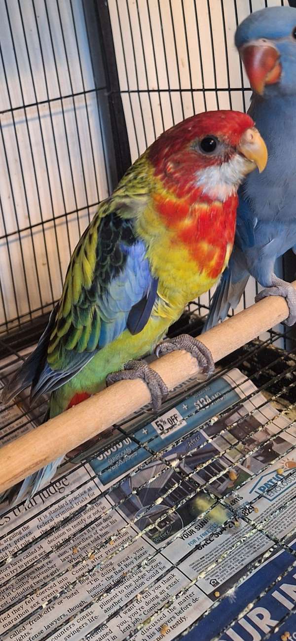 rosella-parakeet-for-sale-in-metairie-la