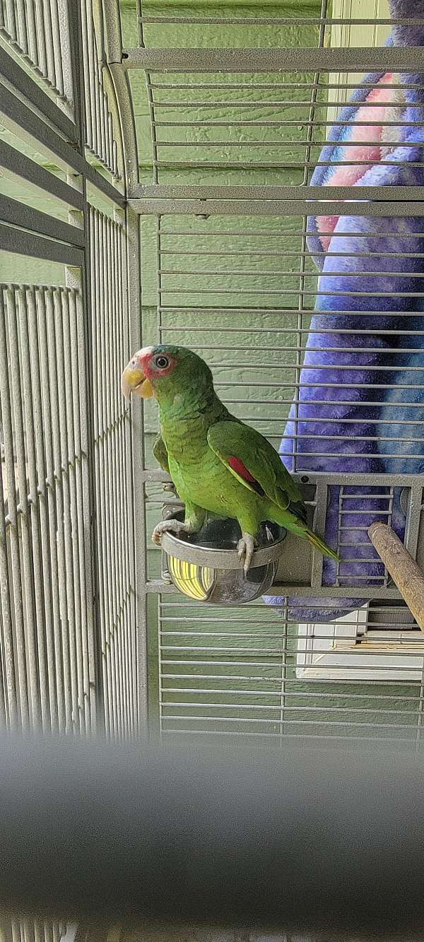 white-front-amazon-parrot-for-sale-in-locust-grove-ga