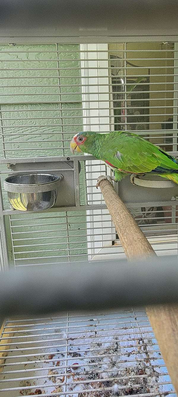 male-bird-for-sale-in-locust-grove-ga
