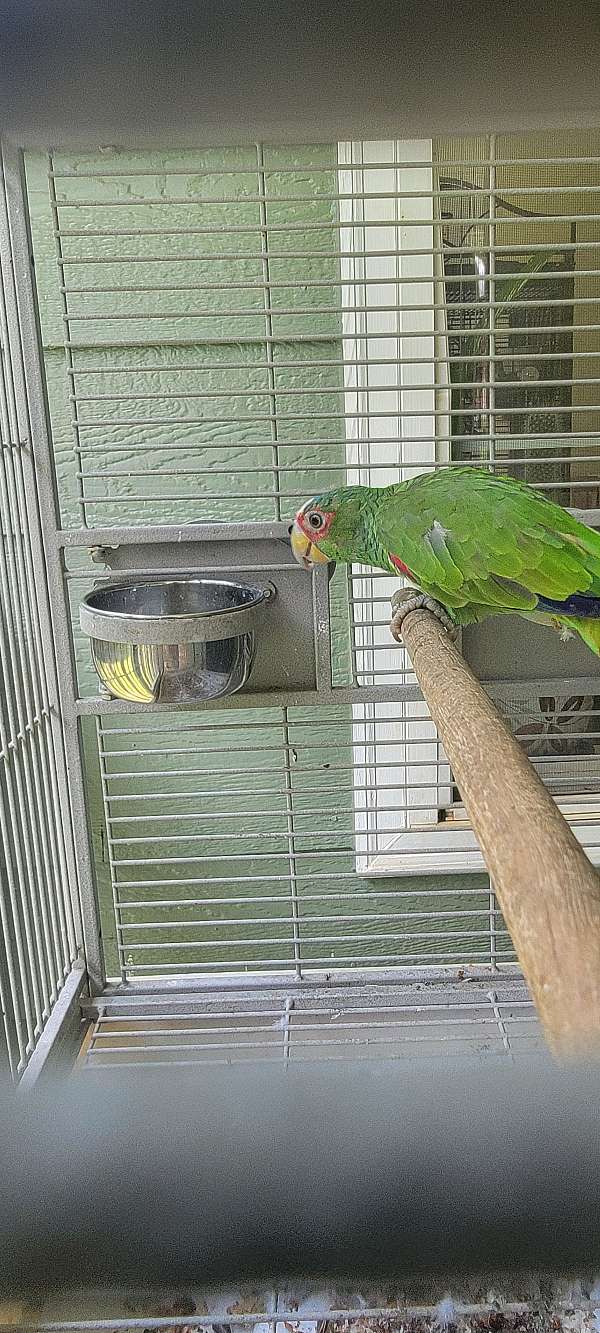 white-bird-for-sale-in-locust-grove-ga