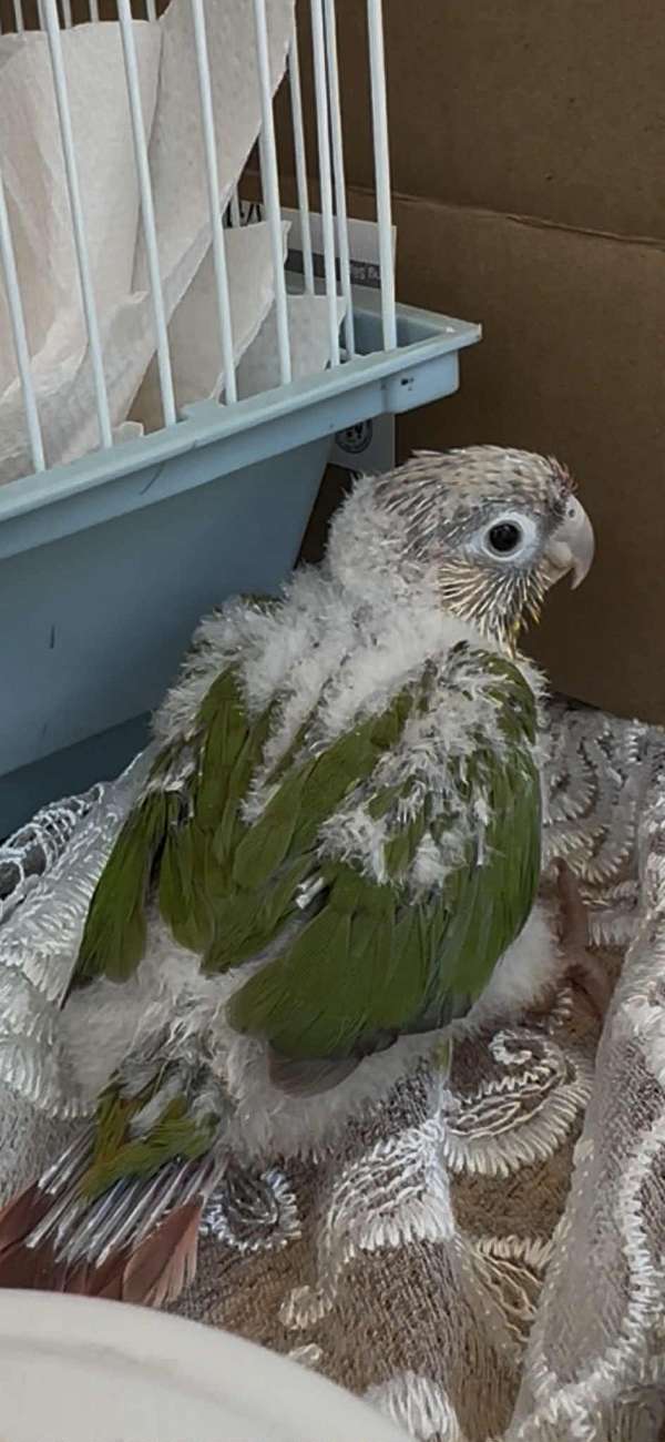 green-pineapple-bird-for-sale-in-summerville-sc