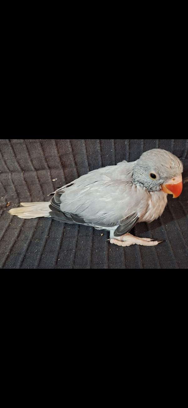 opaline-silver-bird-for-sale