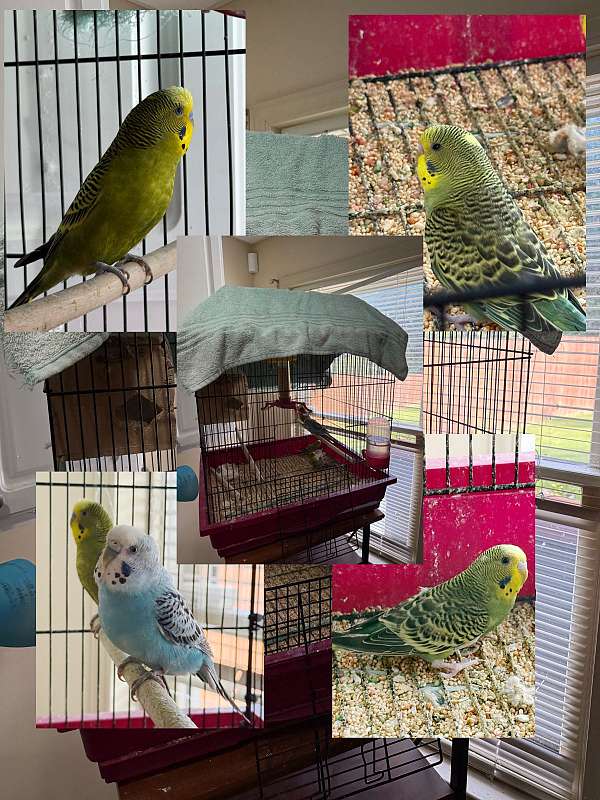 baby-mature-blue-green-bird-for-sale