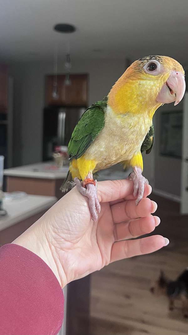 white-bellied-caique-for-sale