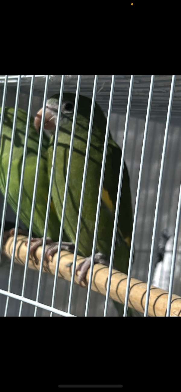 canary-parakeet-for-sale-in-toney-al