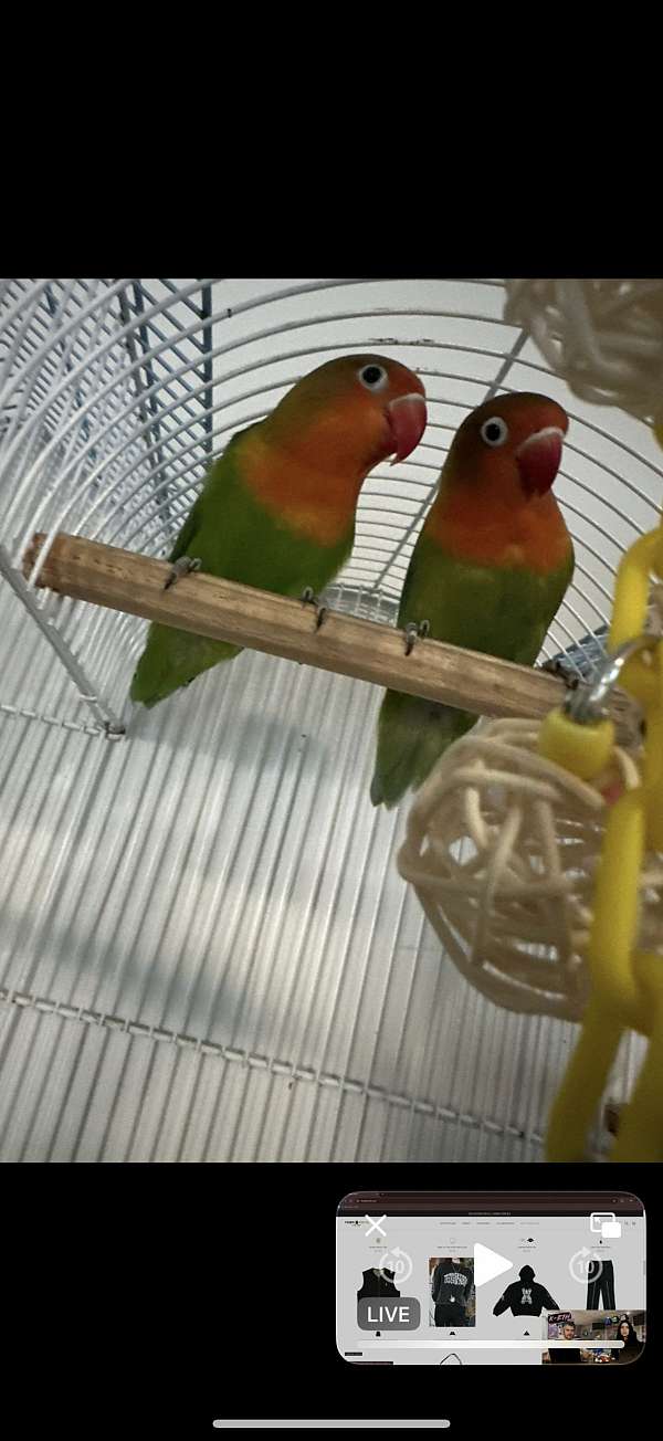 lovebird-for-sale