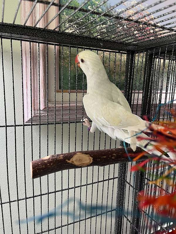 ringneck-parakeet-for-sale-in-avon-in