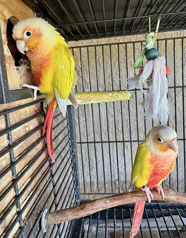 bonded-pair-bird-for-sale-in-fort-meade-fl