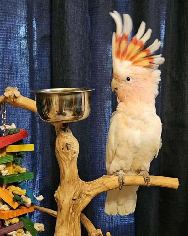 cockatoo-for-sale-in-loxahatchee-fl