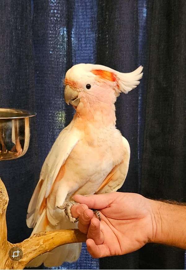 medium-bird-for-sale-in-loxahatchee-fl