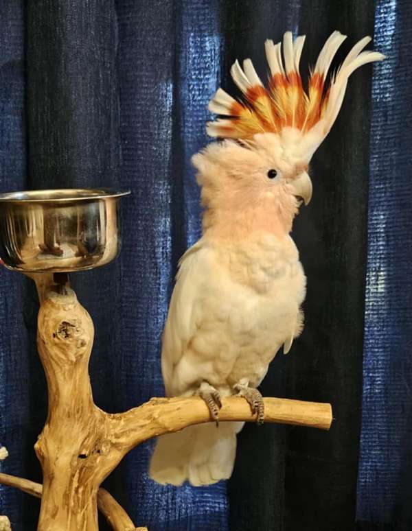 companion-bird-for-sale-in-loxahatchee-fl