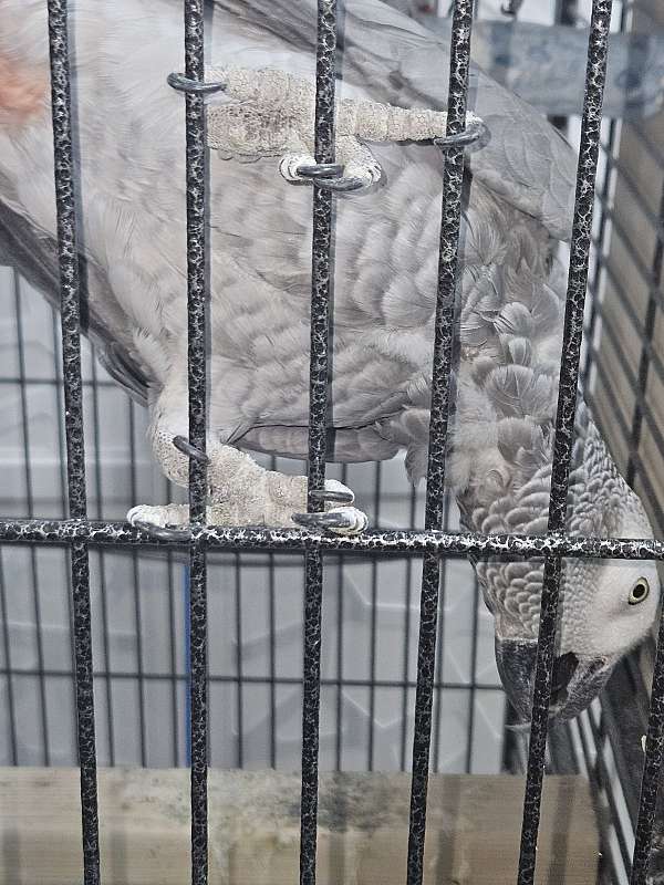african-grey-parrot-for-sale