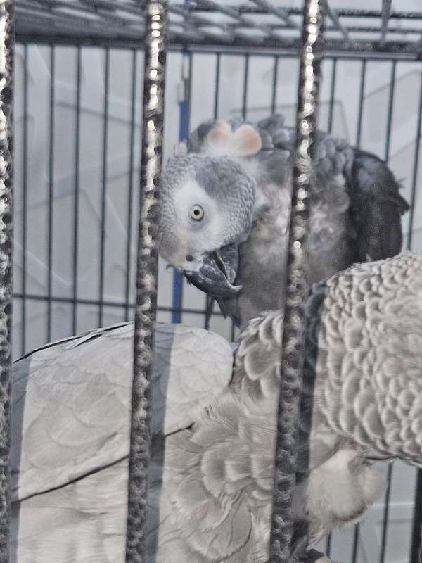 african-grey-parrot-for-sale-in-las-vegas-nv
