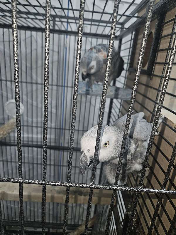 adult-bird