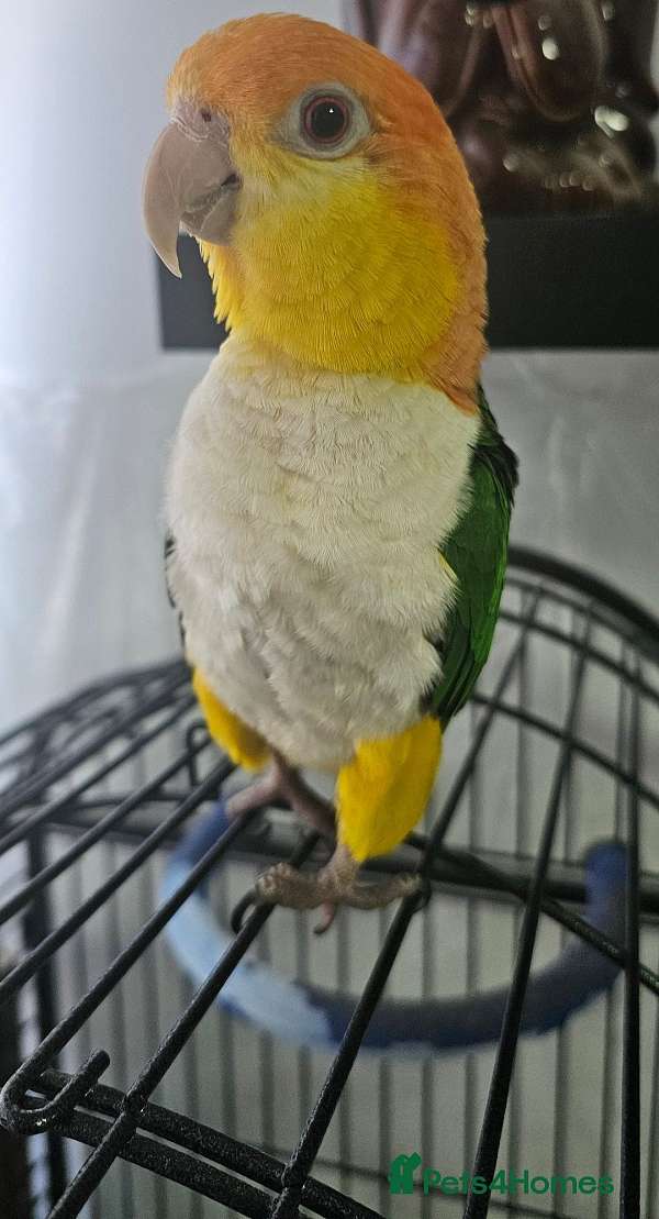 caique-for-sale-in-landenberg-pa