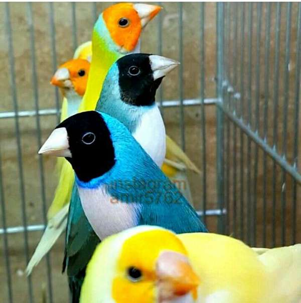 lady-gouldian-finch-for-sale-in-indian-orchard-ma