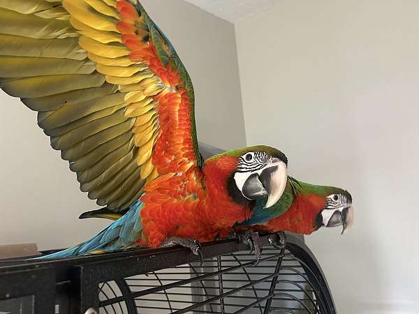 hybrid-macaw-for-sale-in-louisville-ky