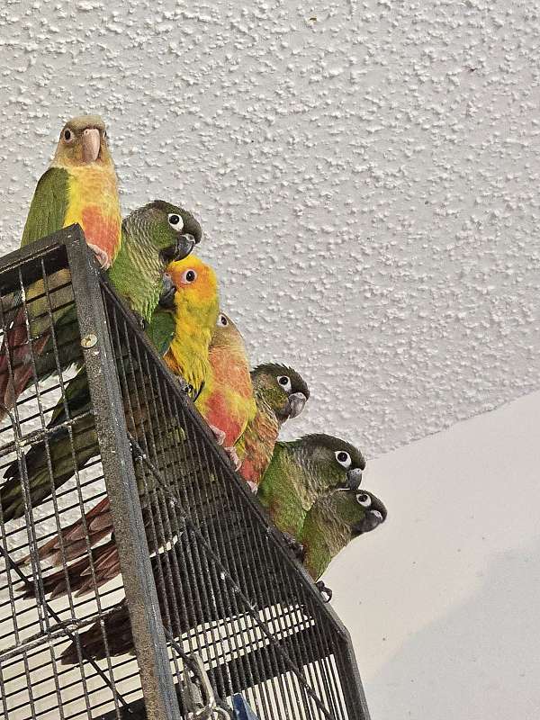 conure-for-sale-in-hinesville-ga