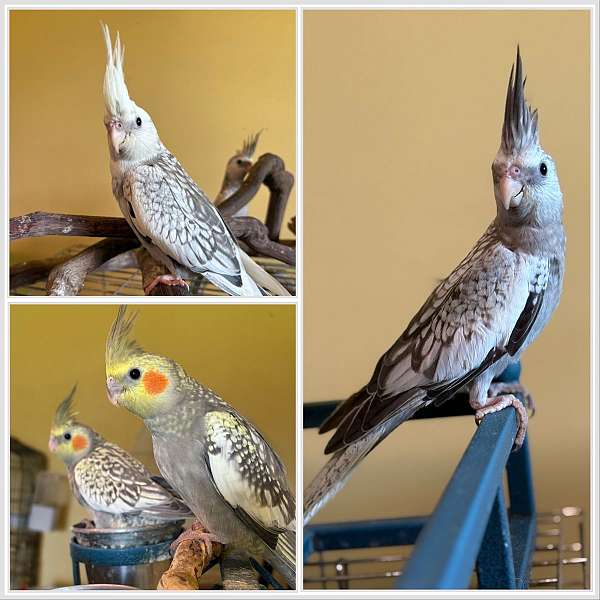 cockatiel-for-sale