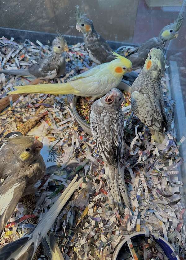 baby-young-bird-for-sale-in-st-petersburg-fl