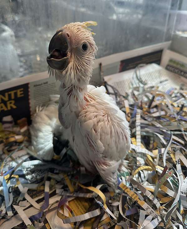cockatoo-eleanora-cockatoo-for-sale-in-st-petersburg-fl