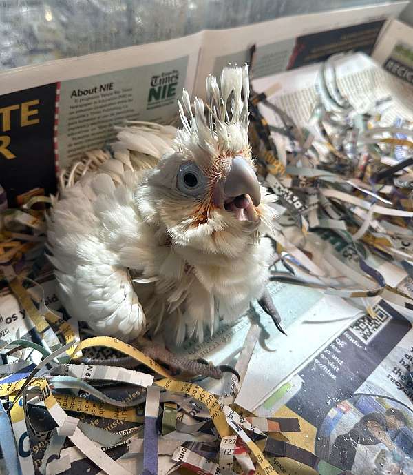 cockatoo-goffin-cockatoo-for-sale-in-st-petersburg-fl