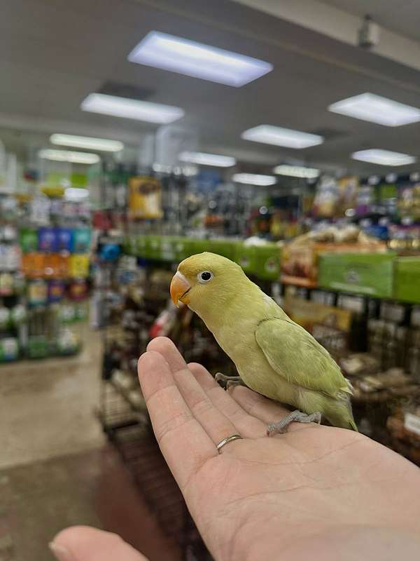 grey-white-bird-for-sale-in-st-petersburg-fl