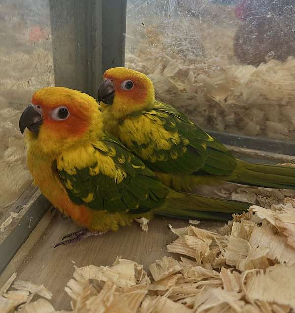 sun-conure-for-sale