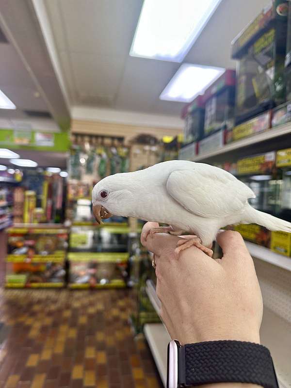 albino-bird-for-sale-in-st-petersburg-fl