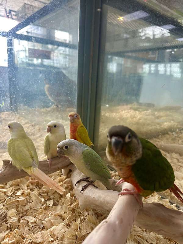 cinnamon-yellow-bird-for-sale-in-st-petersburg-fl