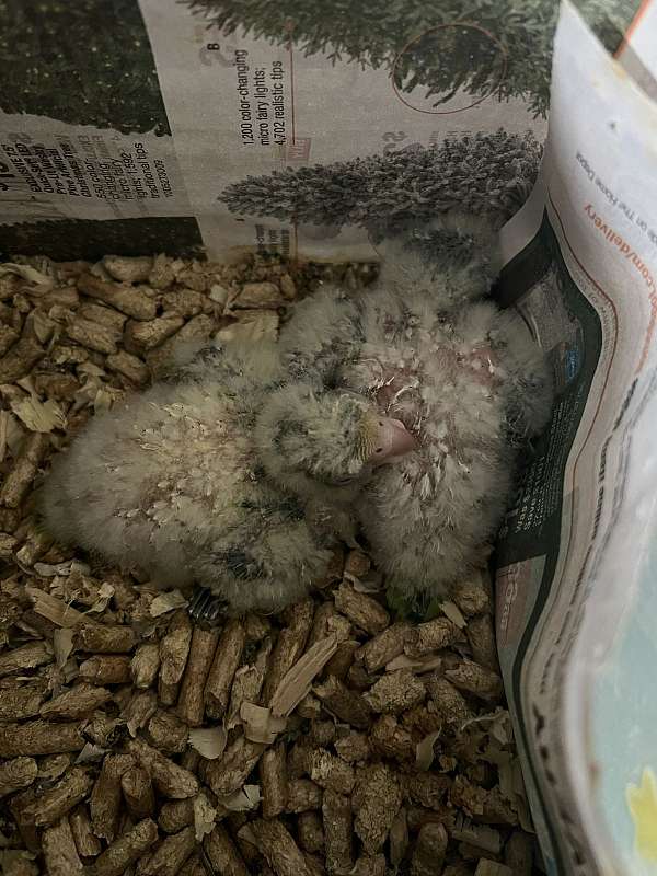 quaker-parrots-for-sale