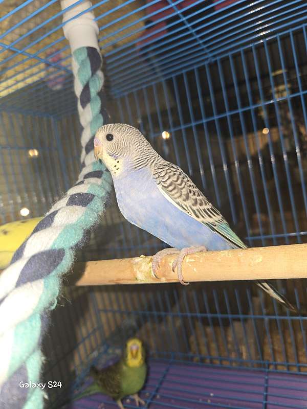 budgerigar-parakeet-for-sale-in-winnie-tx