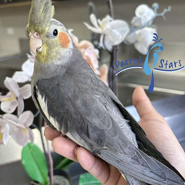 cockatiel-for-sale