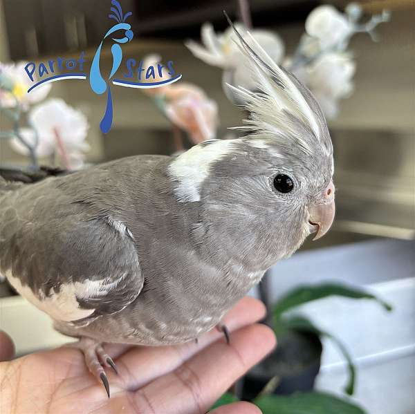 cockatiel-for-sale
