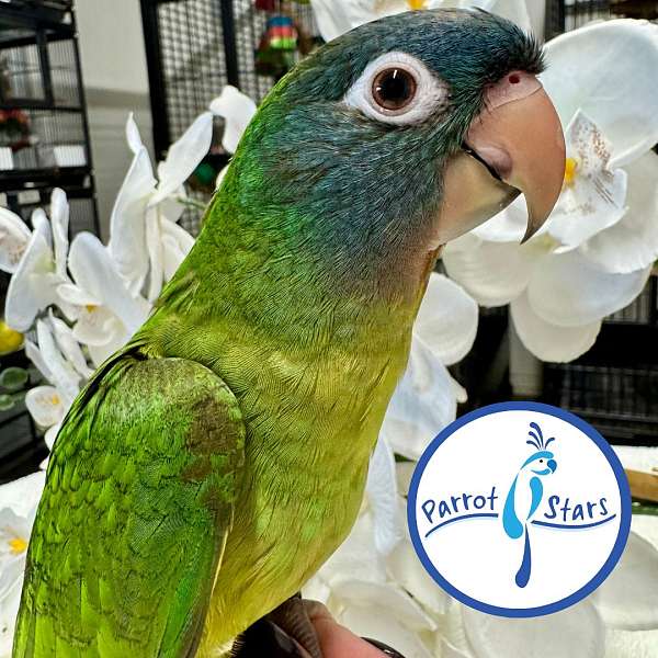 blue-crown-conure-for-sale