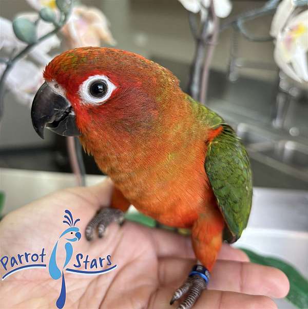 sun-conure-for-sale