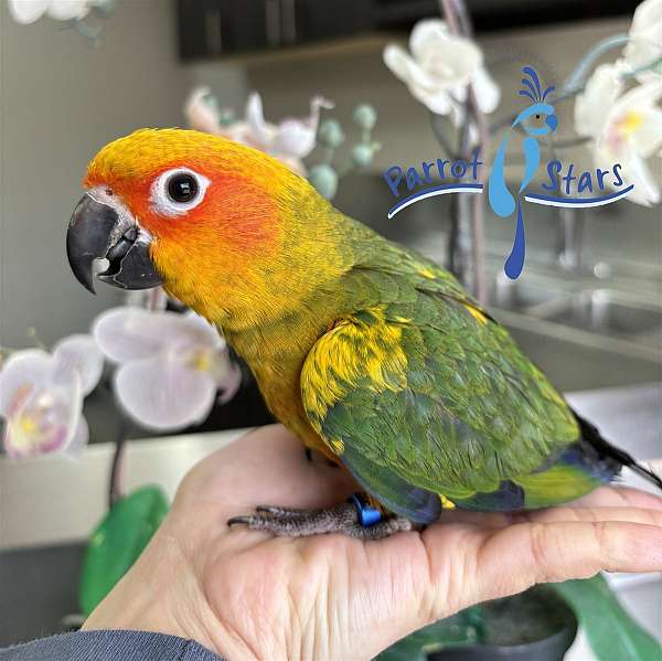 sun-conure-for-sale