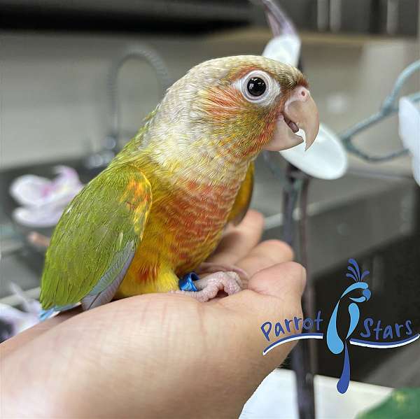 green-cheek-conure-for-sale