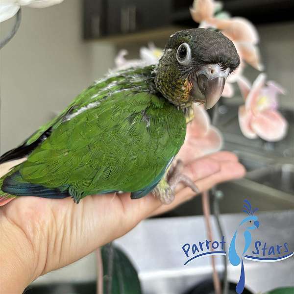 green-cheek-conure-for-sale