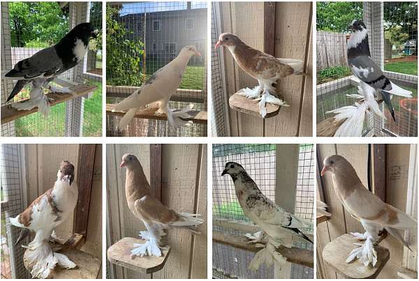 handfed-bird-for-sale-in-framingham-ma