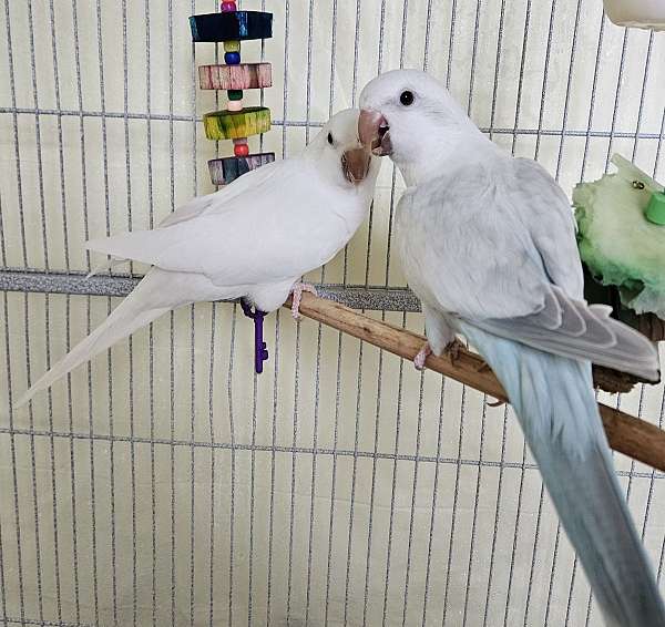 albino-bonded-pair-tame-bird-for-sale