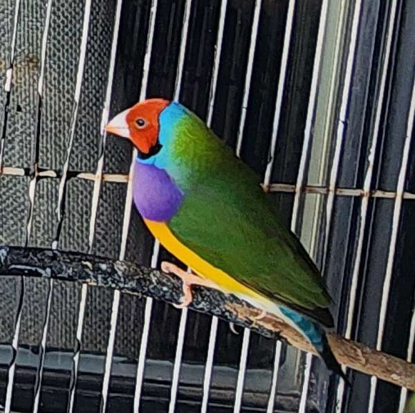 lady-gouldian-finch-for-sale