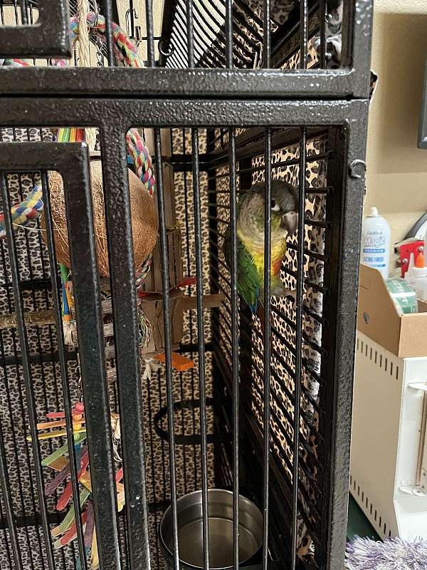 small-pet-quiet-bird-for-sales