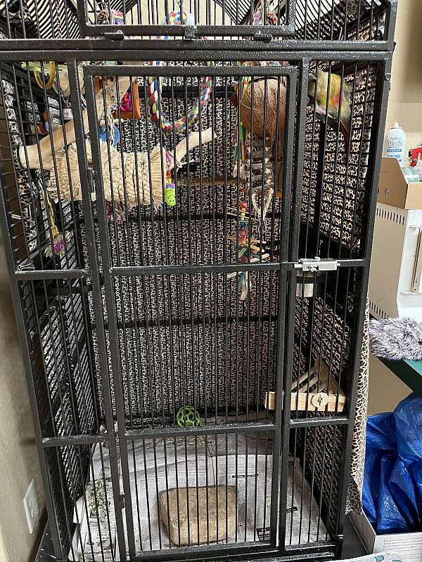 pet-quiet-adult-bird