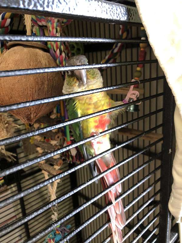 pet-quiet-for-sale